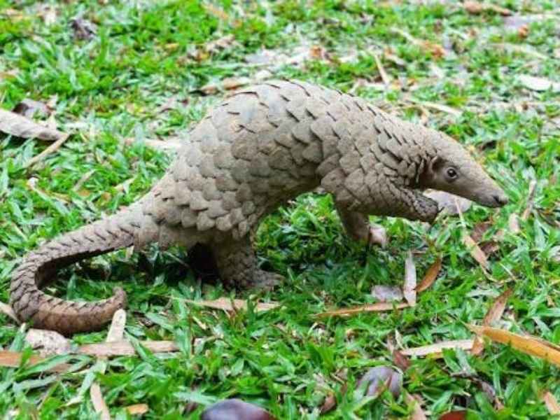 rinjani wildlife