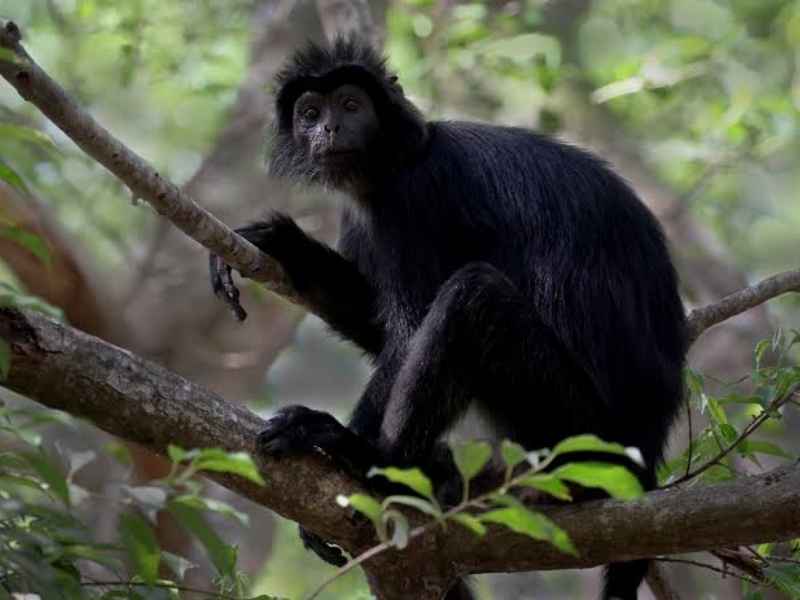 rinjani wildlive black monkey
